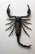 Leinwandbild Motiv scorpion