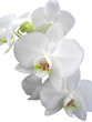 canvas print picture - orchide