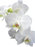 Fototapeta Panele - orchide