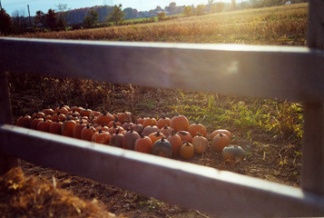 pumpkin patch