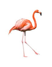 Red Caribbean Flamingo Dancing Isolated
