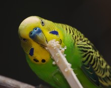 Budgie Snack Time