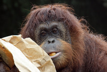 Orangutan (pongo Pygmaeus)