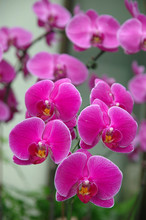 A Cluster Of Pink Orchids