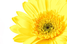 Close Up Of Yellow Gerber Daisy