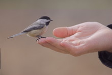 Bird On A Female Hand