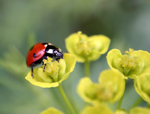 Ladybug On Flowers