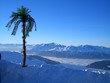 canvas print picture - palme im schnee