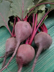 Wall Mural - beetroot