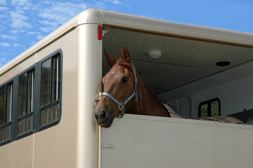 horse in the trailer