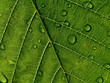 canvas print picture - leaf with drop