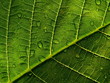 canvas print picture - leaf with drop 2