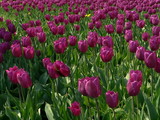 Fototapeta Tulipany - tulips glade