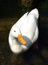 White Duck 2