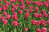 Fototapeta Tulipany - pink tulips garden