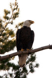 Fototapeta  - bald eagle perched in tree