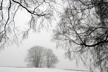 Wall Mural - foggy winter