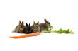 bunnies and a carrot