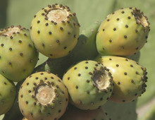 Green Prickly Pear Fruit