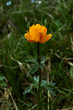 orange mongolian wildflower