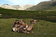 bactrian pack camel