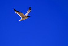 Gull / Tern In Flight