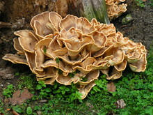 Fungus Flower