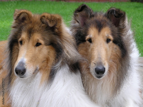 Foto-Fahne - two sable collies (von Janet Wall)