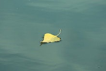 Leaf On The Water