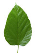 big tree leaf texture