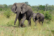 elefantenkuh mit jungen