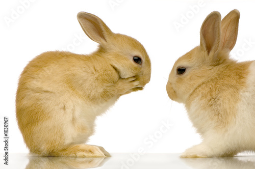 Foto-Lamellenvorhang - deux lapins qui se regardent (von Eric Isselée)