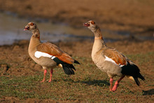  Egyptian Geese