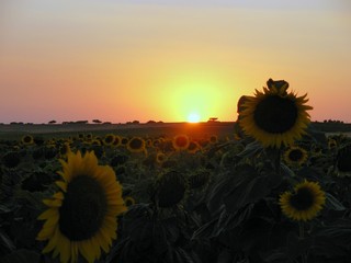 sunflower ii