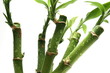 spriessender bambus mit wassertropfen