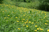 Fototapeta Storczyk - dandelion field