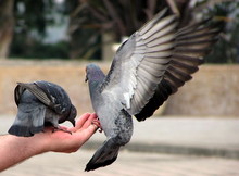 Pigeons On Hand