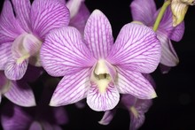 Stripe Purple Orchid