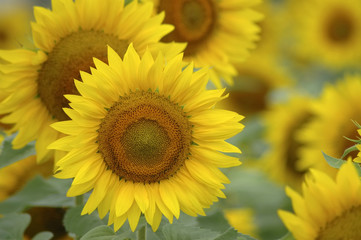 sunflower