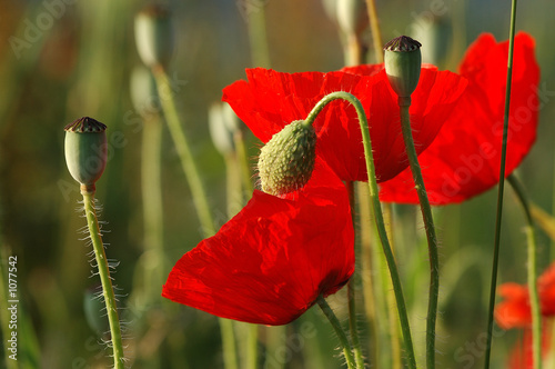 Obraz w ramie klatschmohn