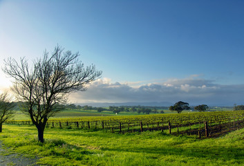 vineyard landscape