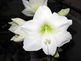 amaryllis