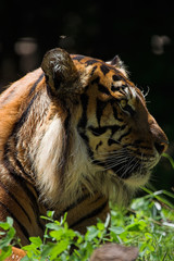 sumatran tiger