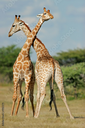 Foto-Fahne - giraffes (von EcoView)