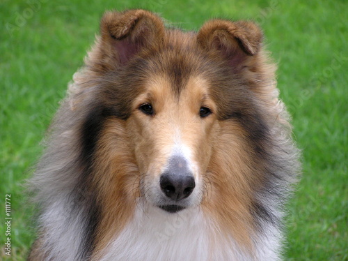 Foto-Kissen - collie dog portrait (von Janet Wall)