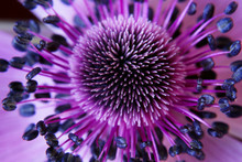Anamone Flower