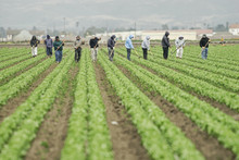 Farm Workers At Work
