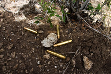 Bullet Shells In Forest