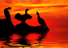 Cormorants, Silhouetted At Sunset