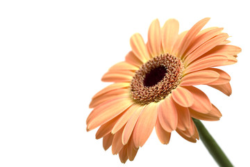 Wall Mural - gerber daisy isolated